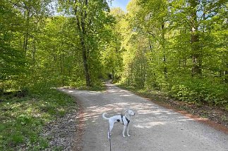 IMG_2502 Weg Egestorf Nienstedter Pass null