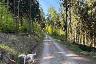 IMG_2503 Weg Egestorf Nienstedter Pass null