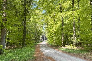 IMG_2515 Weg Nienstedter Pass Nordmannsturm null