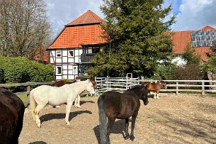 2023 03 15 IMG_1441 Pferde im Dorf Völksen