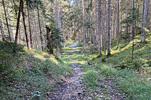 Übergang Forstweg Bild 7