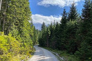 Weg zum Eibsee Bild 8