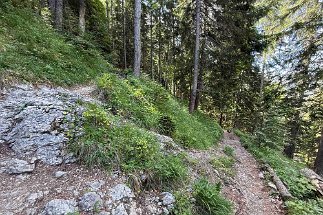IMG_3022 Brunnsteinsteig null
