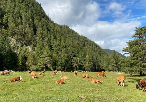 Mittenwald - Hoffeld - Riedboden Leichte Wanderung Dauer: 3:00 Std. - Länge: 12,2 km Aufstieg: 74 m - Abstieg: 74 m