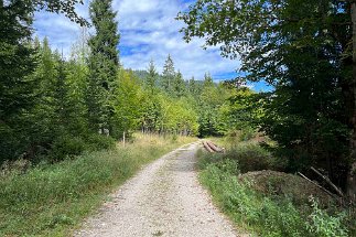 IMG_1624 Waldweg null