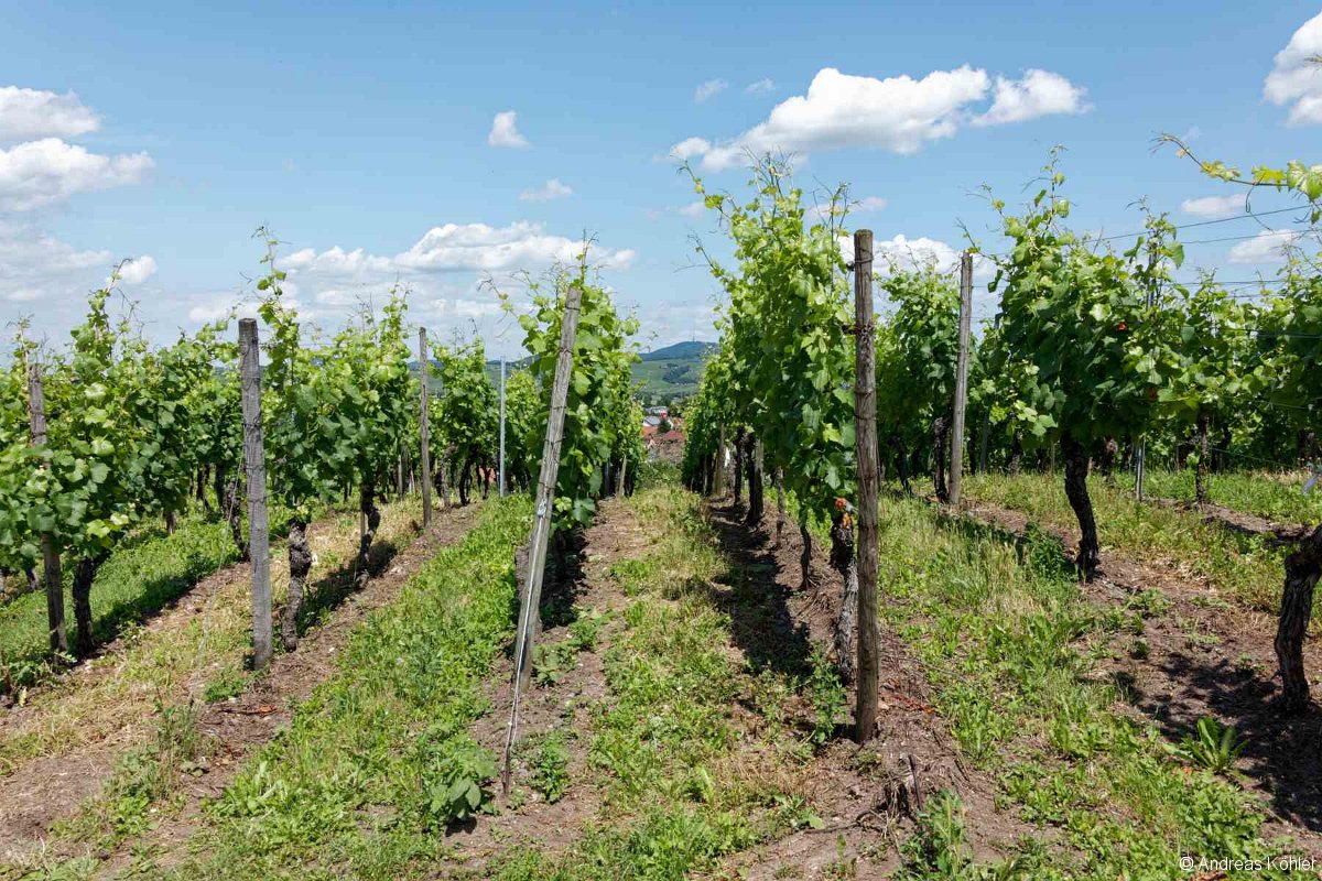 Breisach Weinreben
