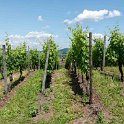Breisach Weinreben