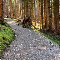 05 Weg Eckbauer - Elmauer Alm