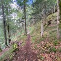 Waldpfad