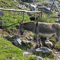Der Hütten Esel