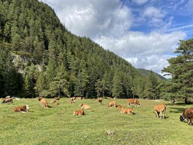 Mittenwald Riedboden Riedalm
