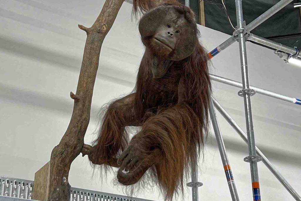Münster LWL Naturkundemuseum