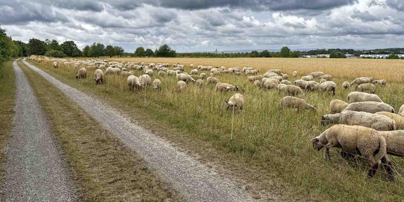 Hannover Grüner Ring