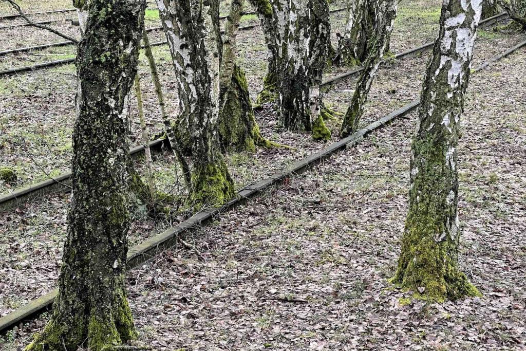 Berlin Natur Park Südgelände Gleise