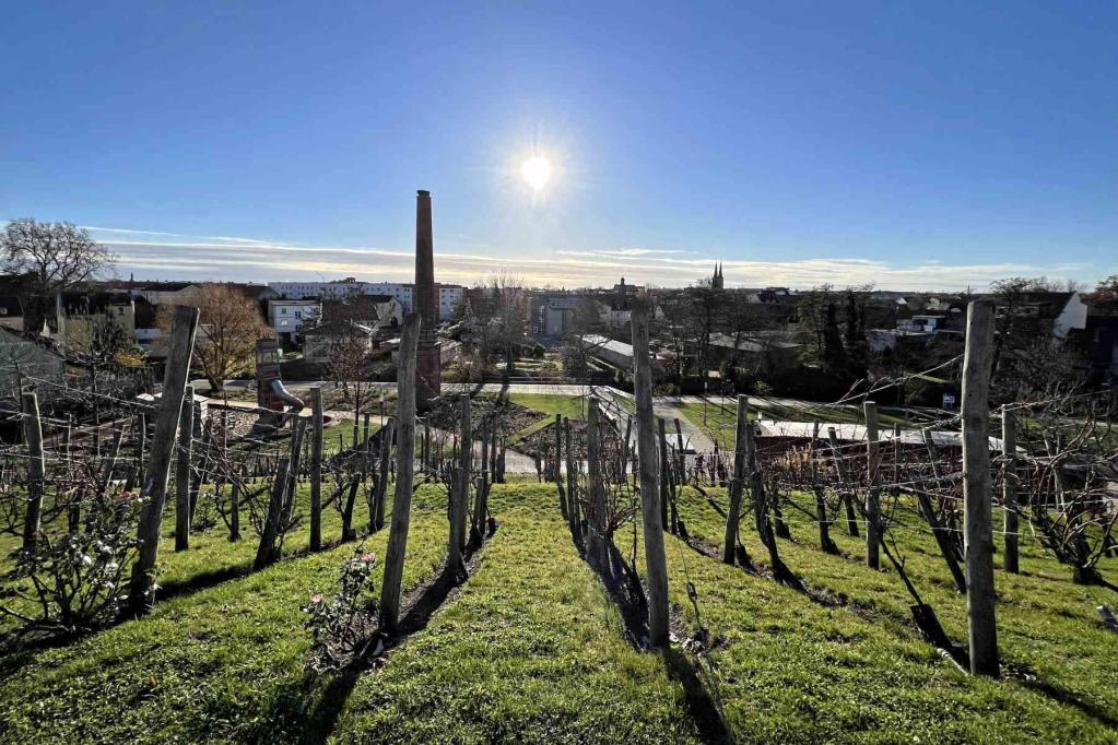 Burg bei Magdeburg Weinberg Panoramablick