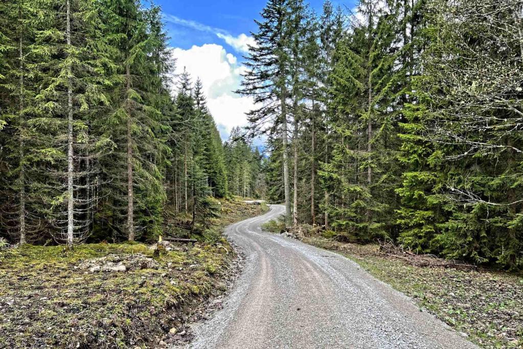Forstweg Linderhof