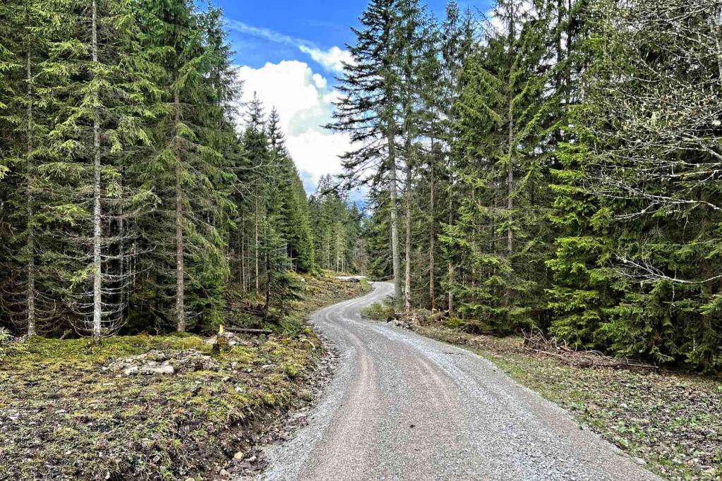 Forstweg Linderhof