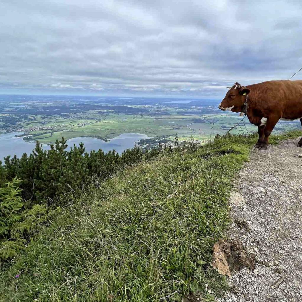 Jochberg Gipfel Kuh Kochelsee