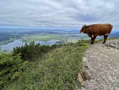 Jochberg Gipfel Kuh Kochelsee