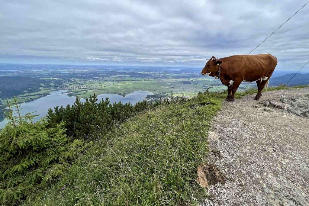 Jochberg Gipfel Kuh Kochelsee