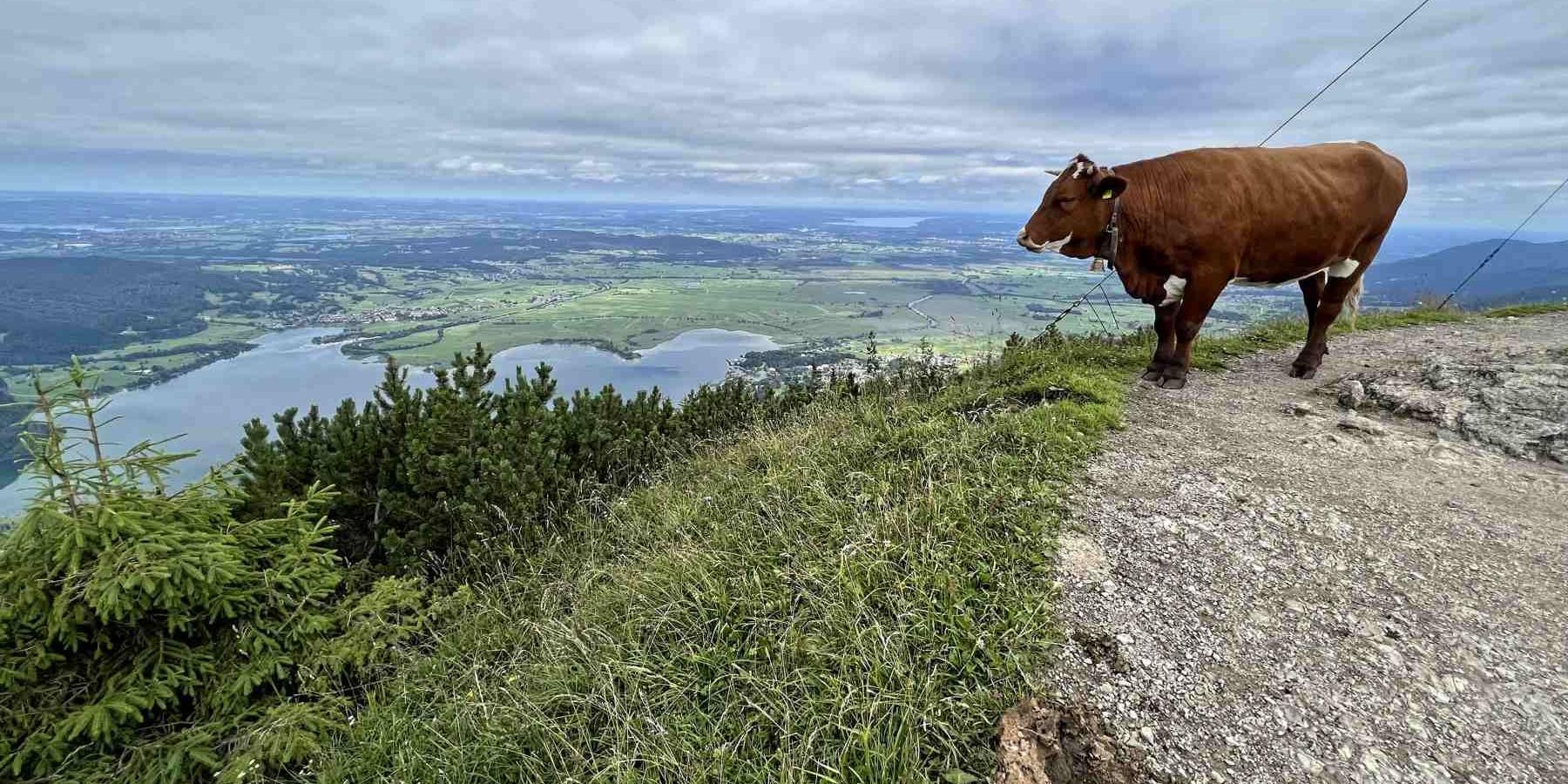 Jochberg Gipfel Kuh Kochelsee